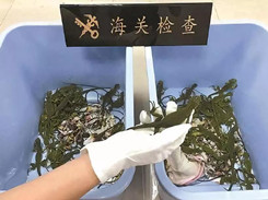 夜读海关 | 广州海关集中销毁312公斤走私毒品；上海海关在入境邮包中查获80只绿鬣蜥