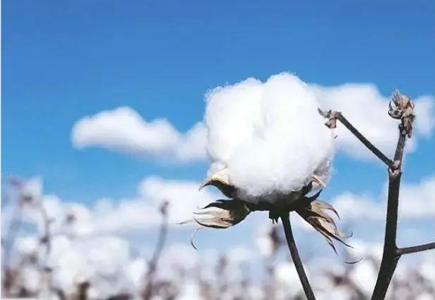 关注:国外客户强制要求“订单禁用新疆棉”?大批棉花产品在美国口岸扣留