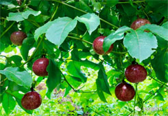 越南百香果7月1日起获准进入中国！榴莲谈判也进入最后阶段