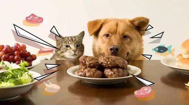 进口狗食猫粮清关，狗食猫粮进口进保税仓，狗食猫粮报关流程，2022新版跨境电商零售进口正面清单