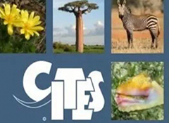 濒危野生动植物及其产品进出口小知识