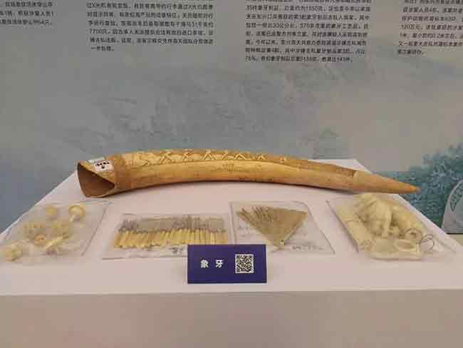 象牙？NO！南宁海关强化监管打击象牙等濒危物种走私—货之家