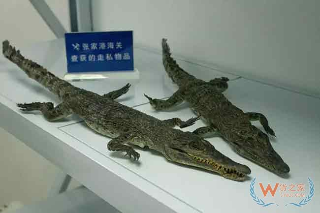 张家港海关查获违法携带入境珍贵野生动物制品12件—货之家