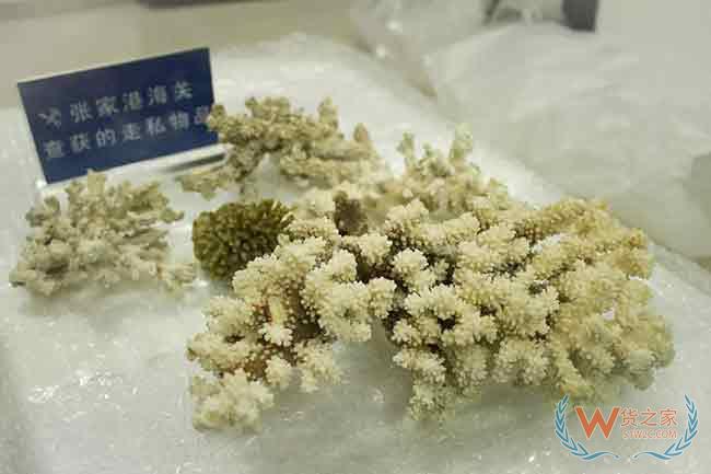 张家港海关查获违法携带入境珍贵野生动物制品12件—货之家