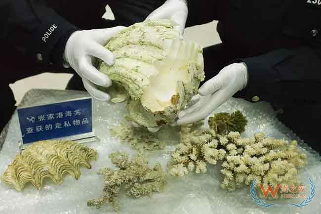 张家港海关查获违法携带入境珍贵野生动物制品12件—货之家
