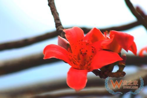 攀枝花保税仓,保税区仓储物流,公供保税仓库,跨境电商综合服务平台—货之家