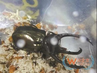 广州海关连续截获3批外来物种活体甲虫，大连海关截获66吨禁止入境固体废物—货之家