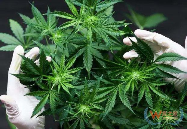 【通关监管】对含大麻食品化妆品说“不”！——货之家