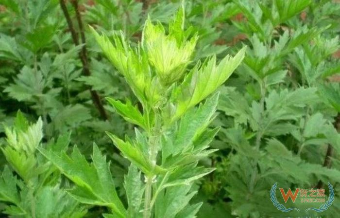 艾蒿能不能进口？艾蒿在美国和加拿大可添加至食品的依据
